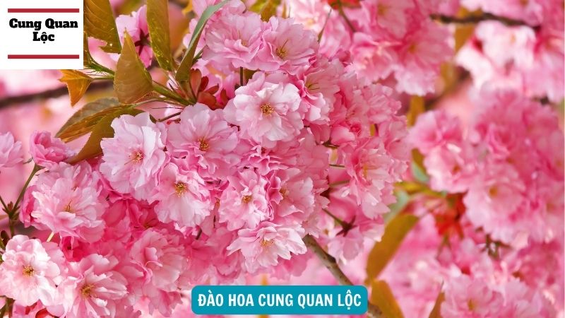 Sao Đào Hoa là gì?