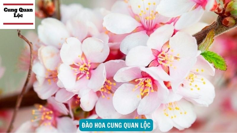 Ý nghĩa, màu sắc của sao Đào Hoa